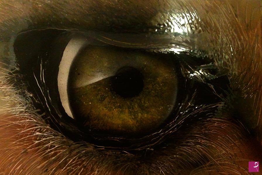 quadri in vendita online - Lion Eye