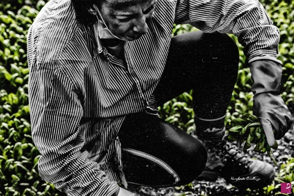 quadri in vendita online - "L’obiettivo finale dell’agricoltura non è la coltivazione di colture, ma la coltivazione e la perfezione degli esseri umani" - Masanobu Fukuoka
