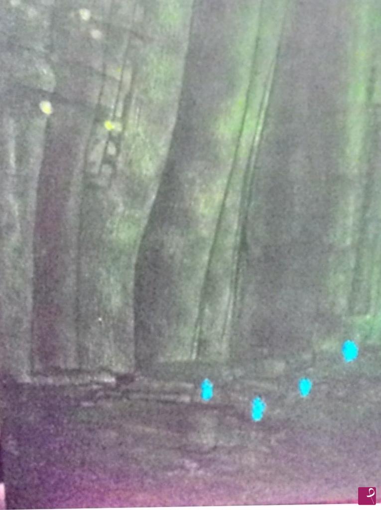 quadri in vendita online - Luci  nel bosco