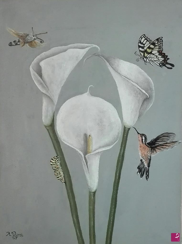 quadri in vendita online - Macroglossum stellatarum 