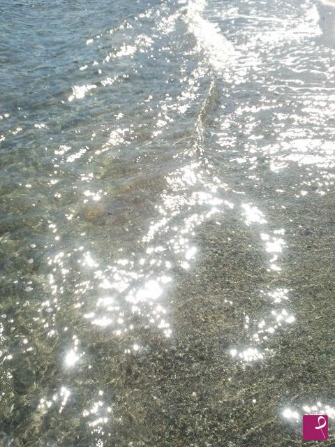 quadri in vendita online - mare d'argento 