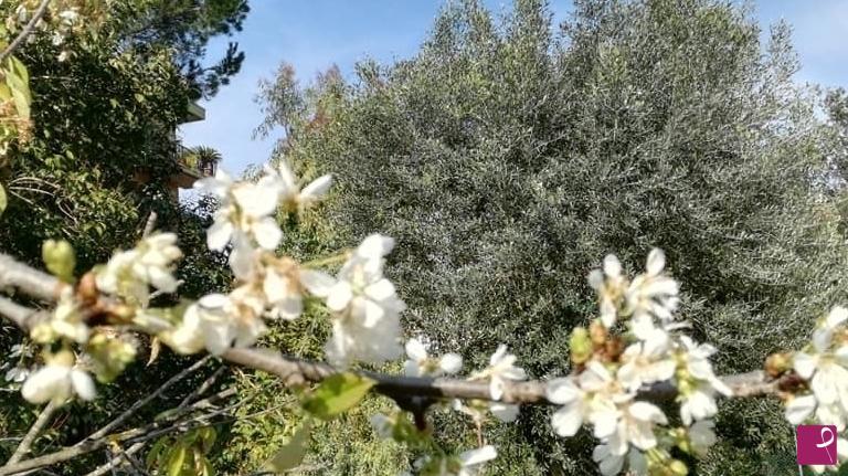 quadri in vendita online - Melo in fiore