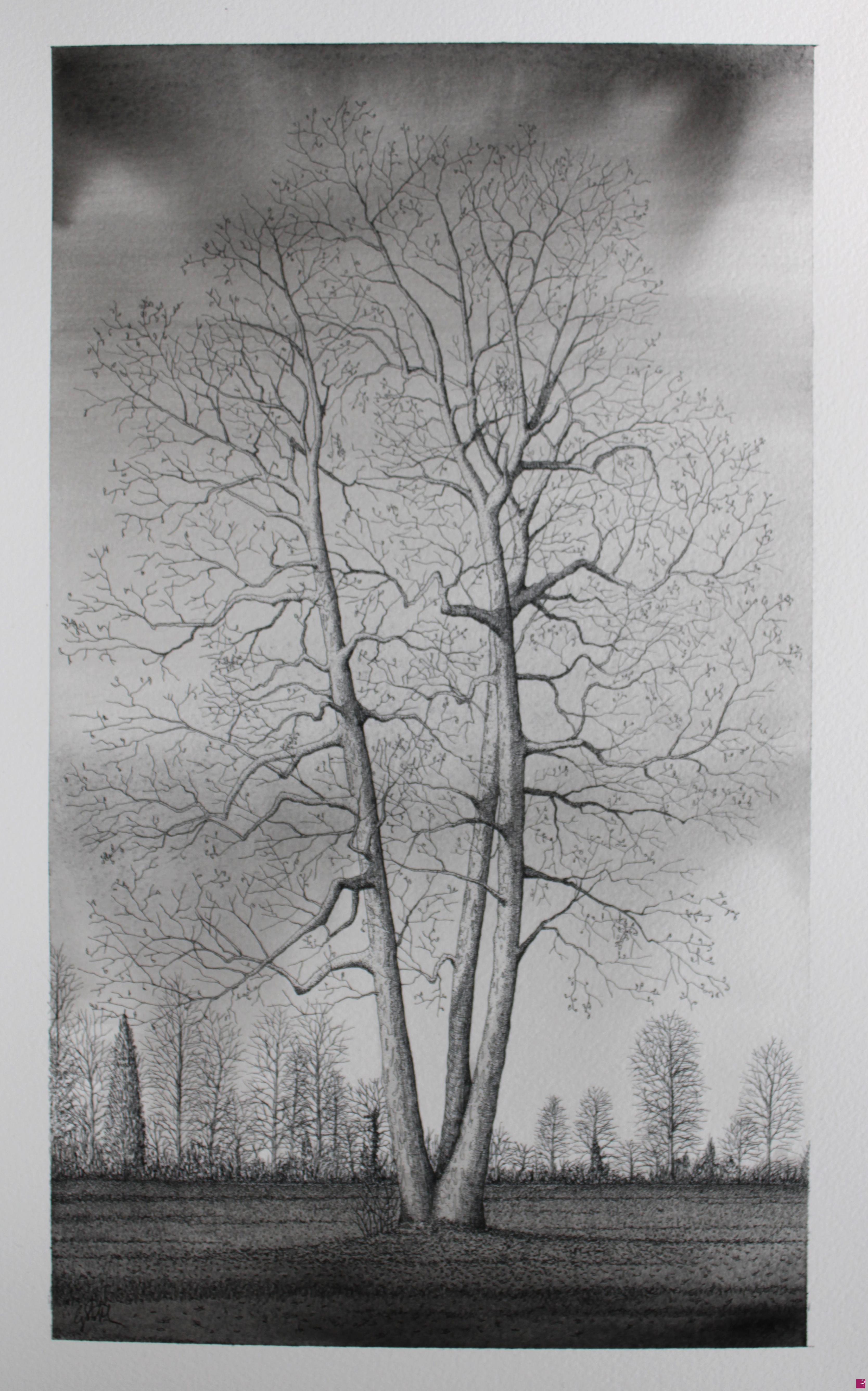quadri in vendita online - Monza Park plane tree (Platanus acerifolia)