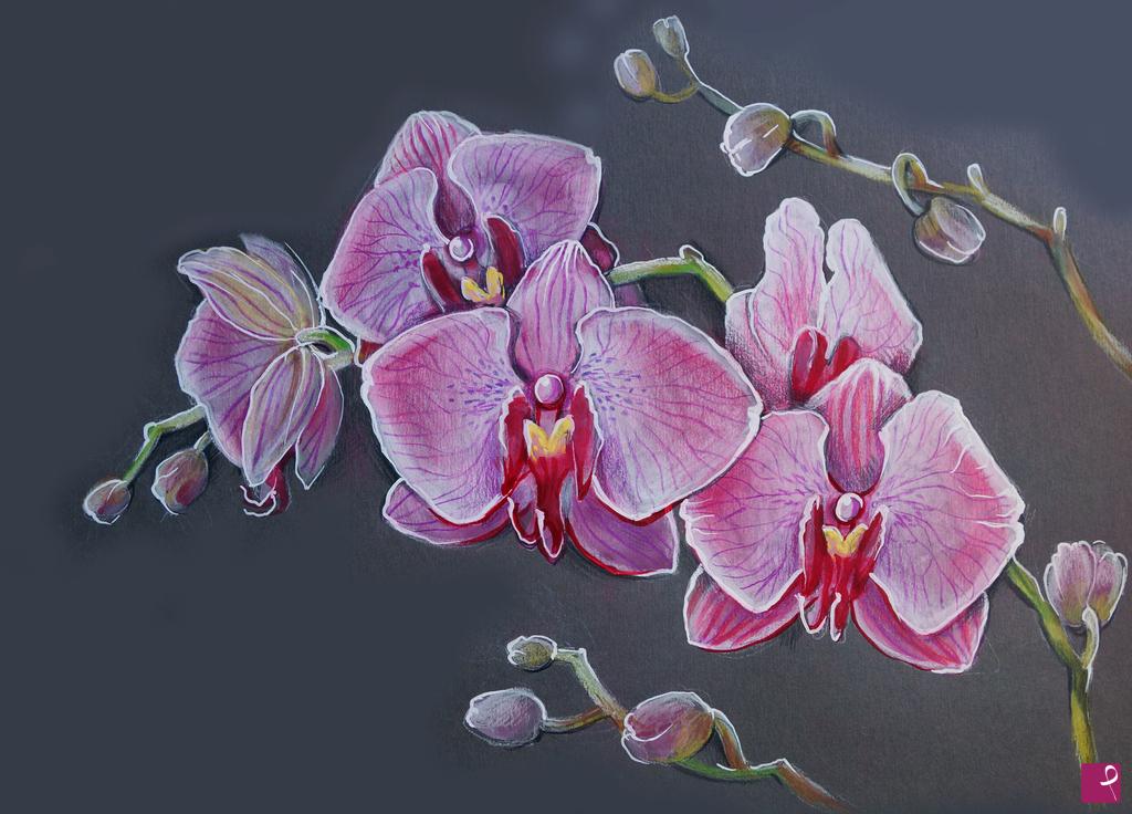 quadri in vendita online - ORCHIDEA