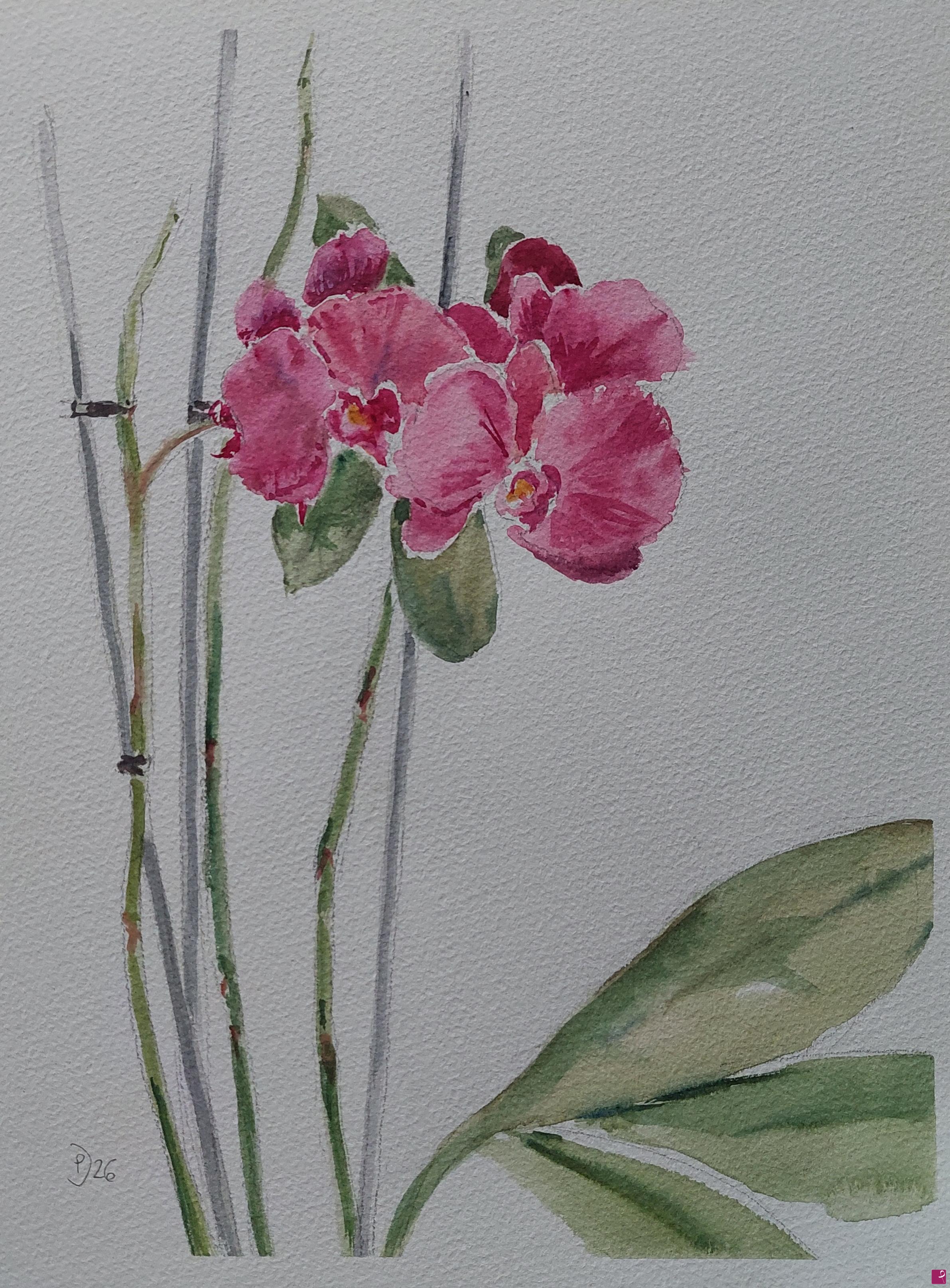 quadri in vendita online - Orchidea in fiore