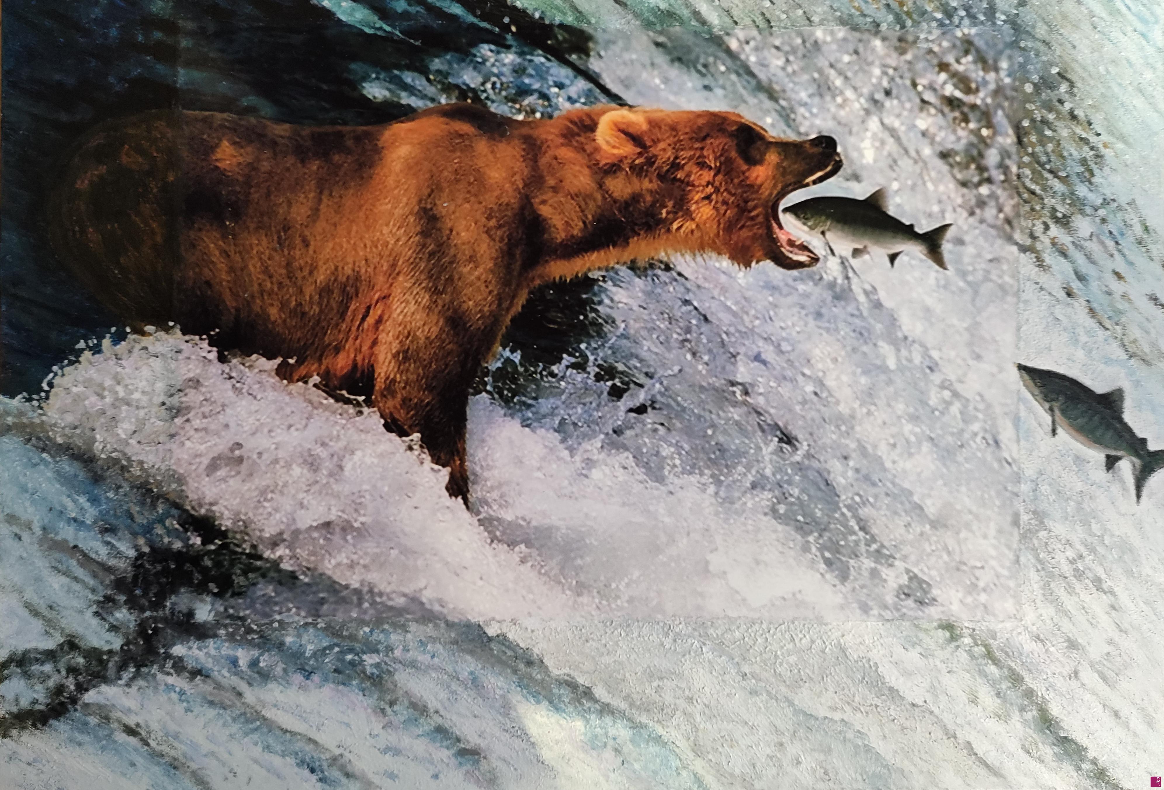 quadri in vendita online - orso grizzly a caccia di salmoni