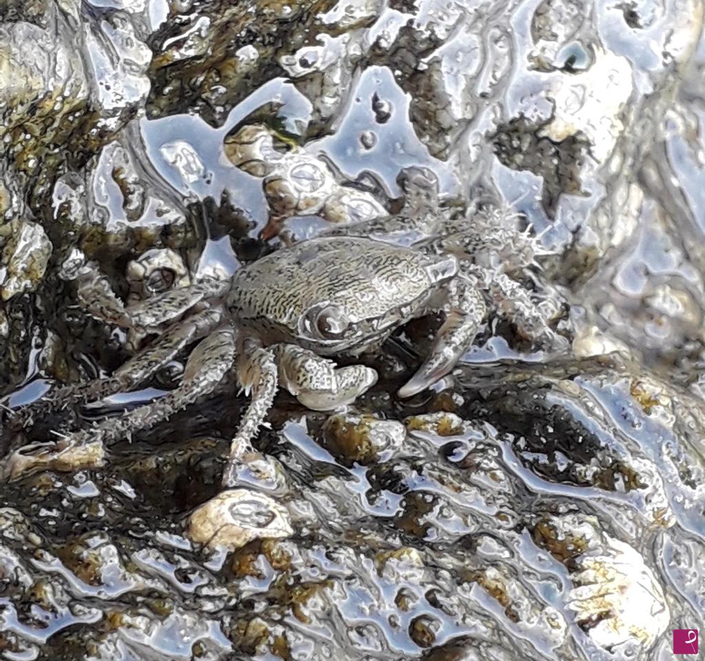 quadri in vendita online - Pachygrapsus marmoratus 