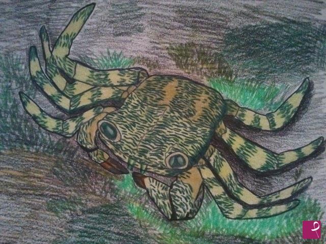 quadri in vendita online - Pachygraspsus marmoratus 