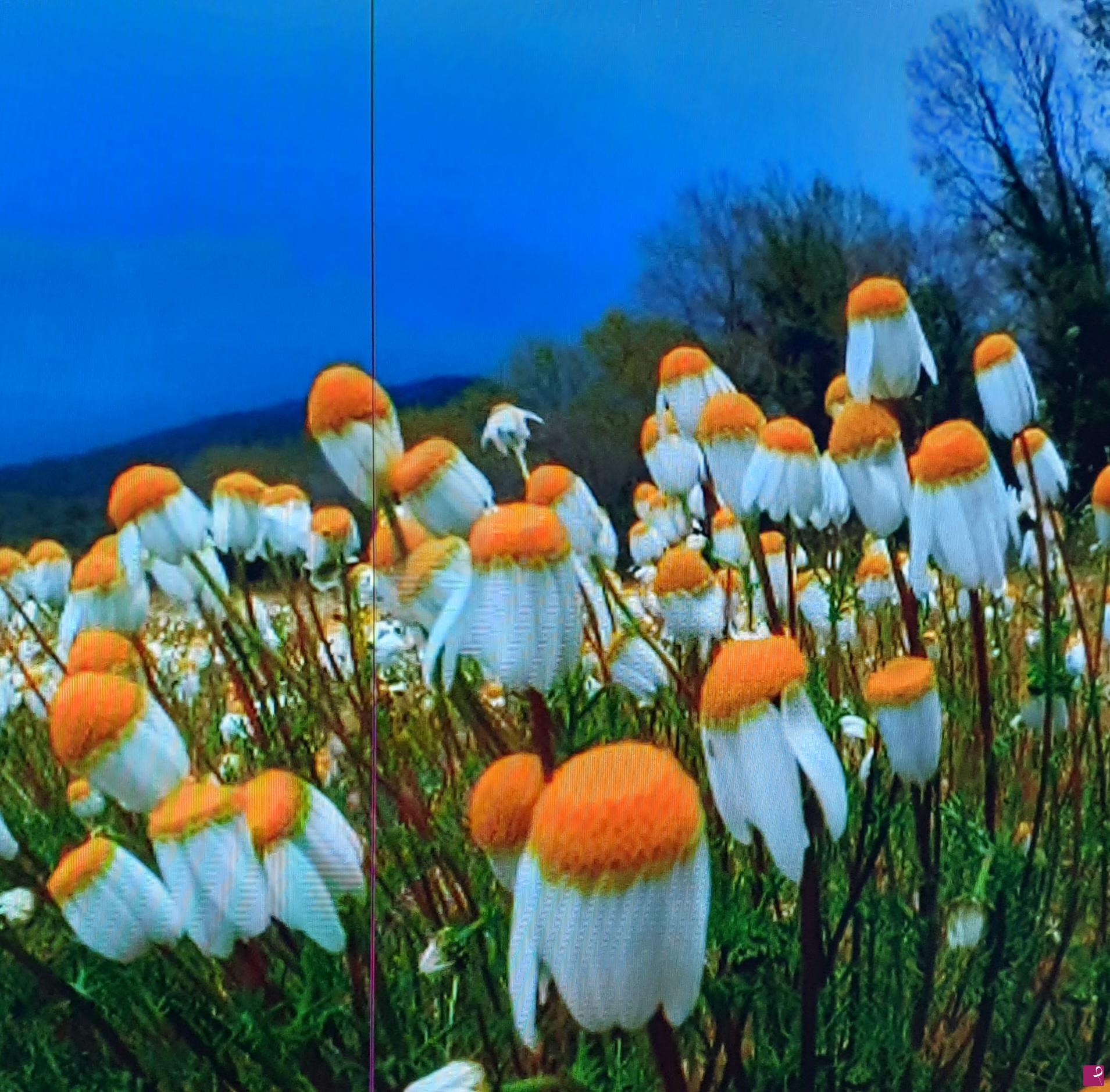 quadri in vendita online - Paesaggio...fiori alieni