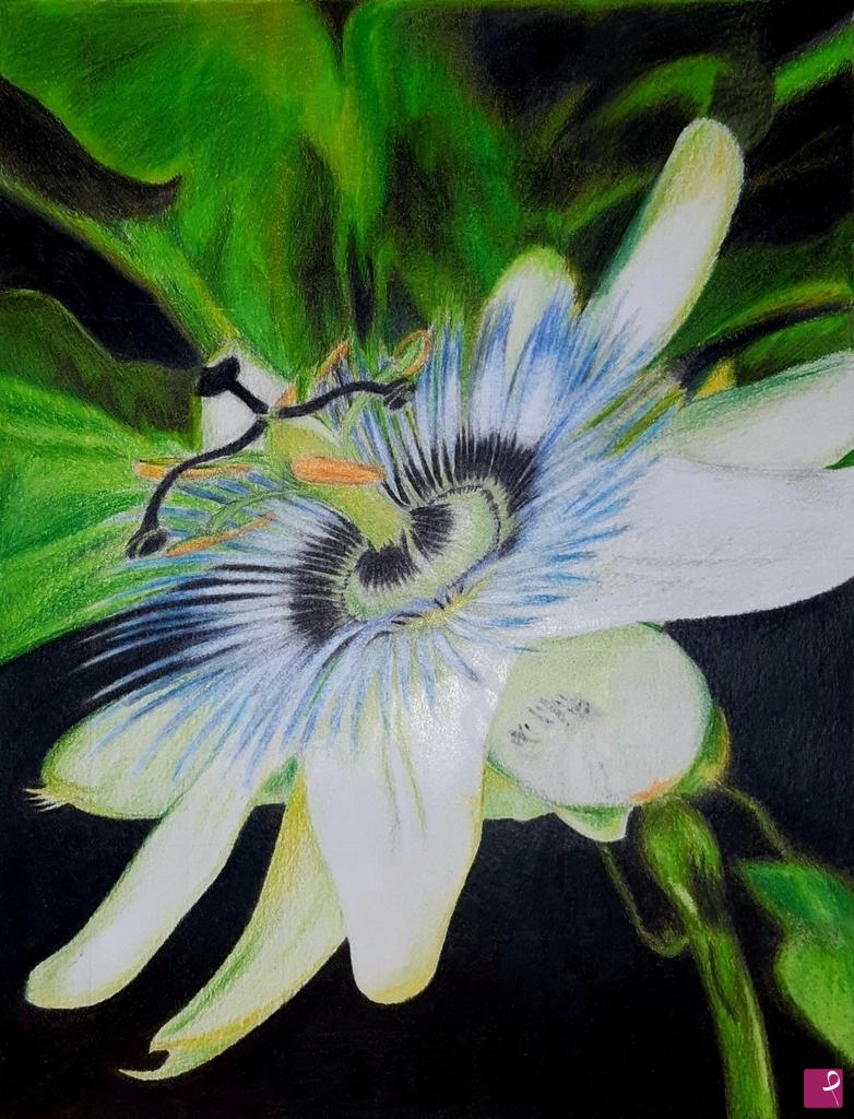 quadri in vendita online - Passiflora