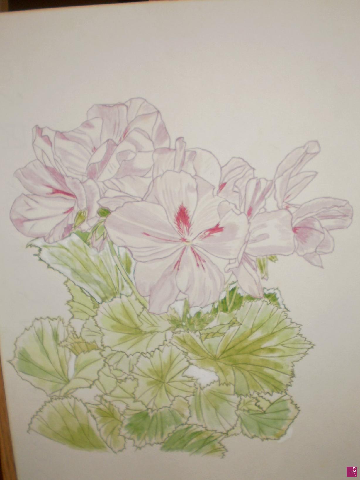 quadri in vendita online - Pelargonium imperiale