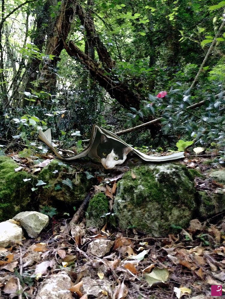 quadri in vendita online - Pinuccio nel bosco