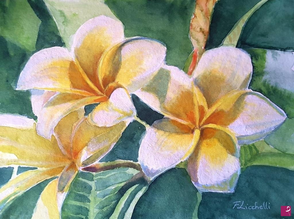 quadri in vendita online - Plumeria