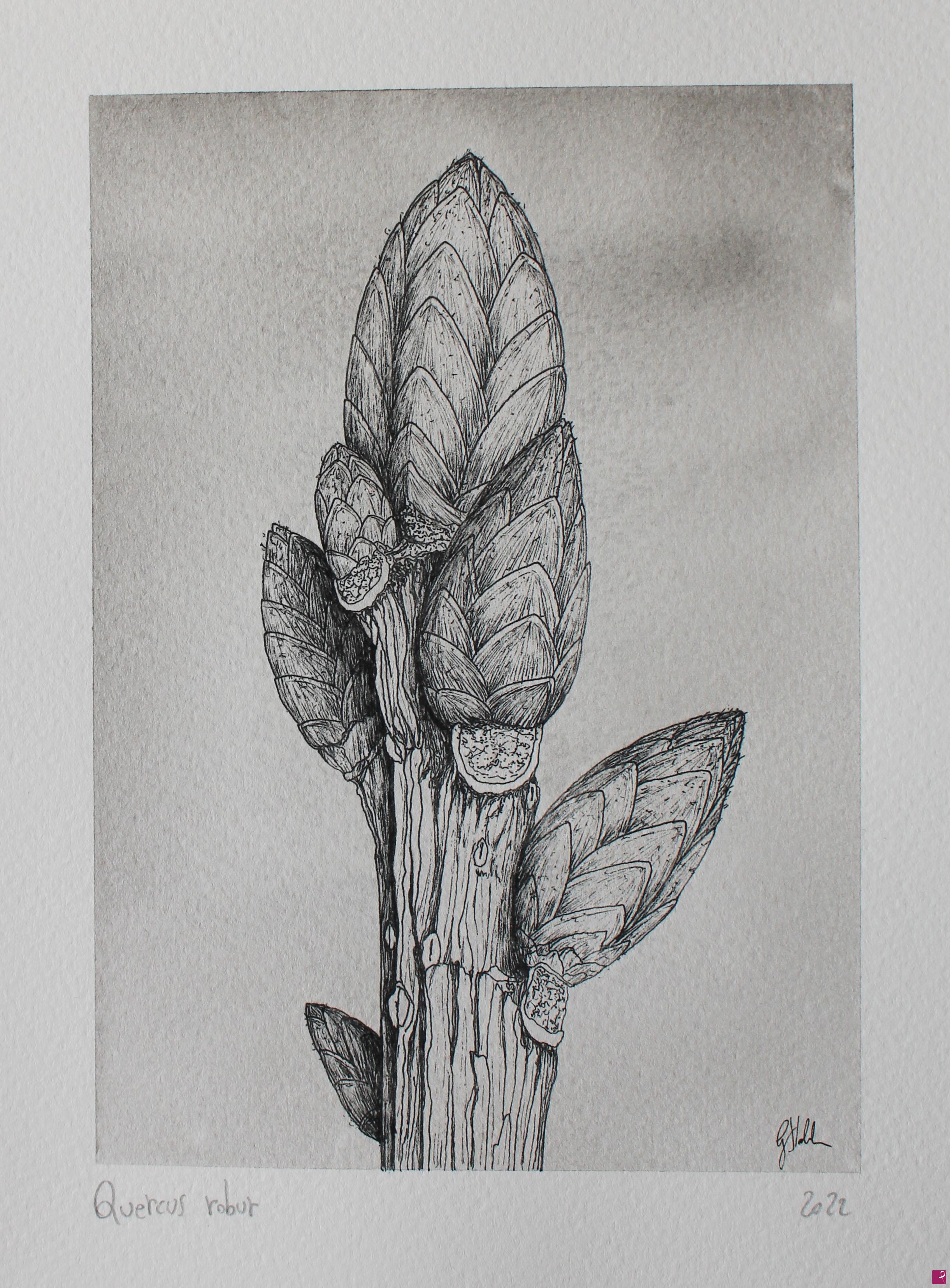 quadri in vendita online - Quercus robur
