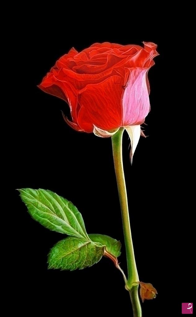 quadri in vendita online - "RED ROSE V"