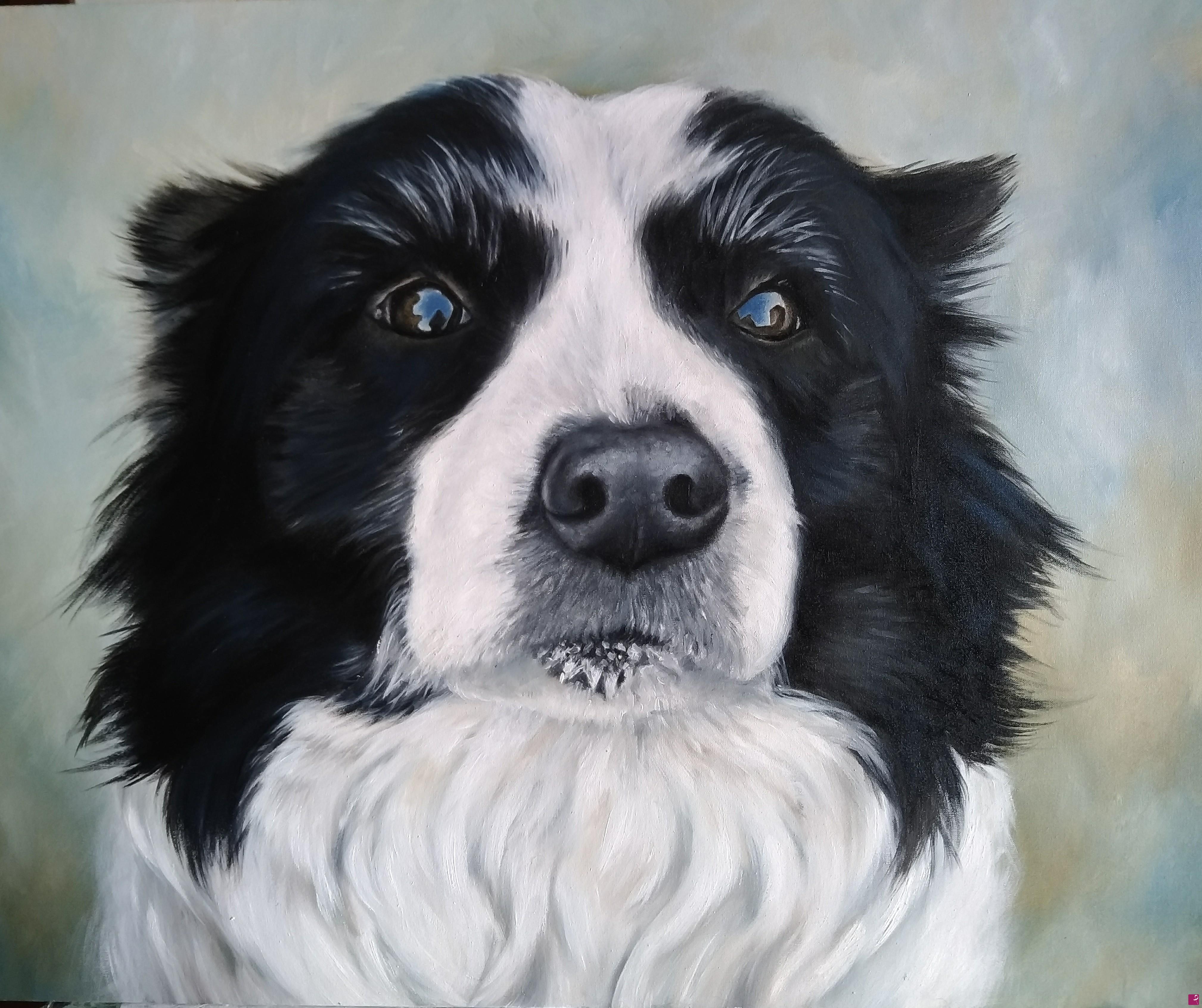 quadri in vendita online - Ritratto di Border Collie