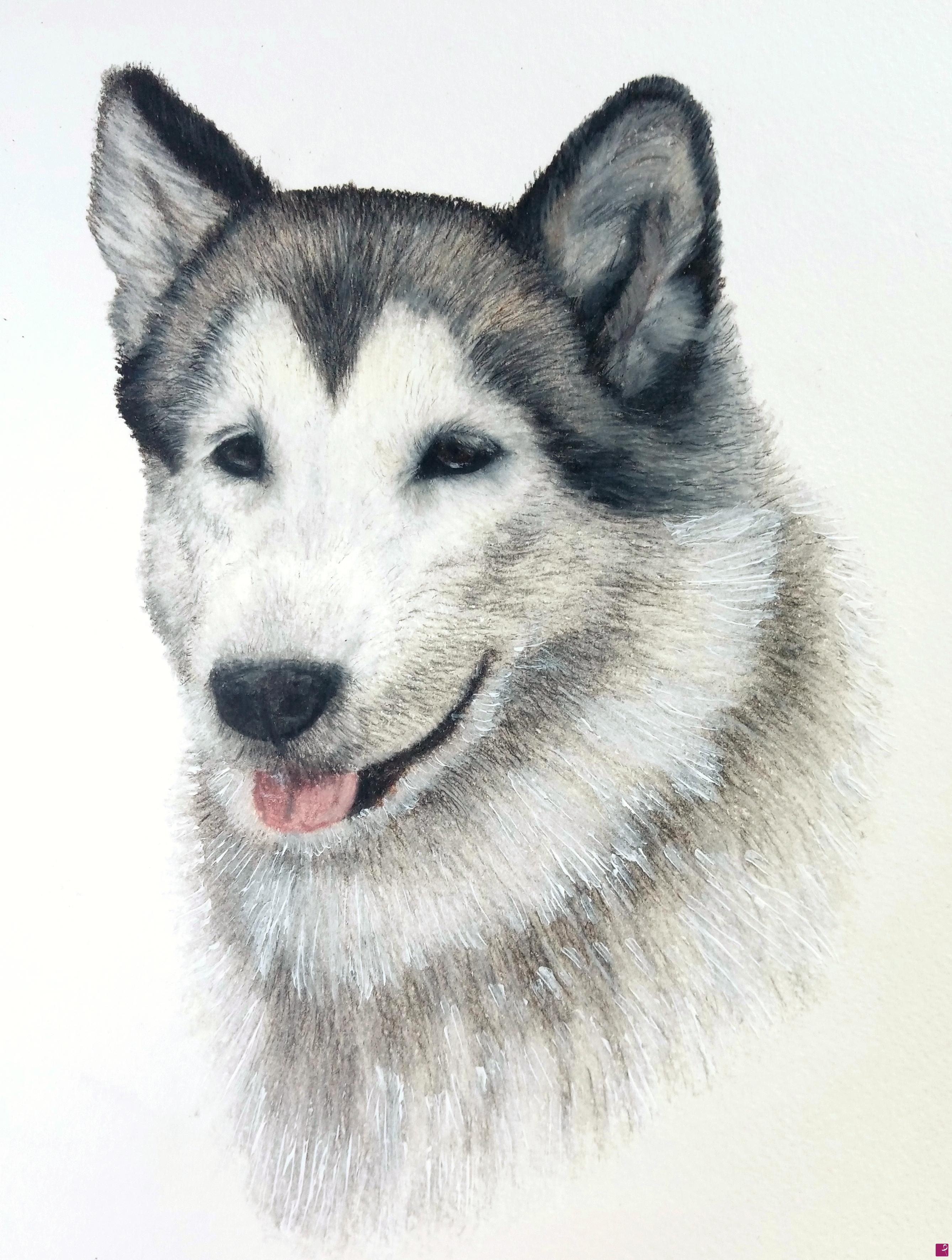 quadri in vendita online - Ritratto di husky