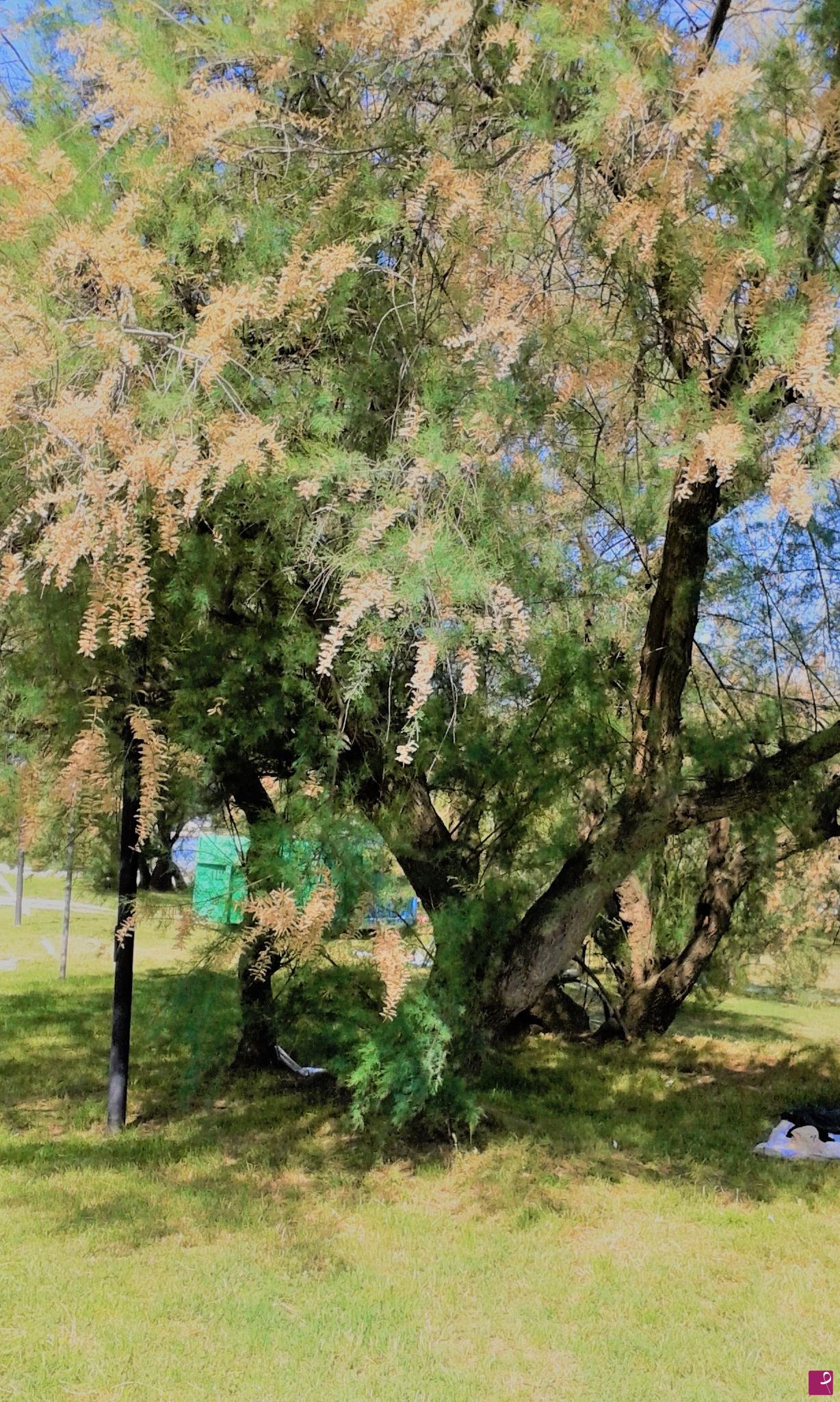 quadri in vendita online - Robinia new-age