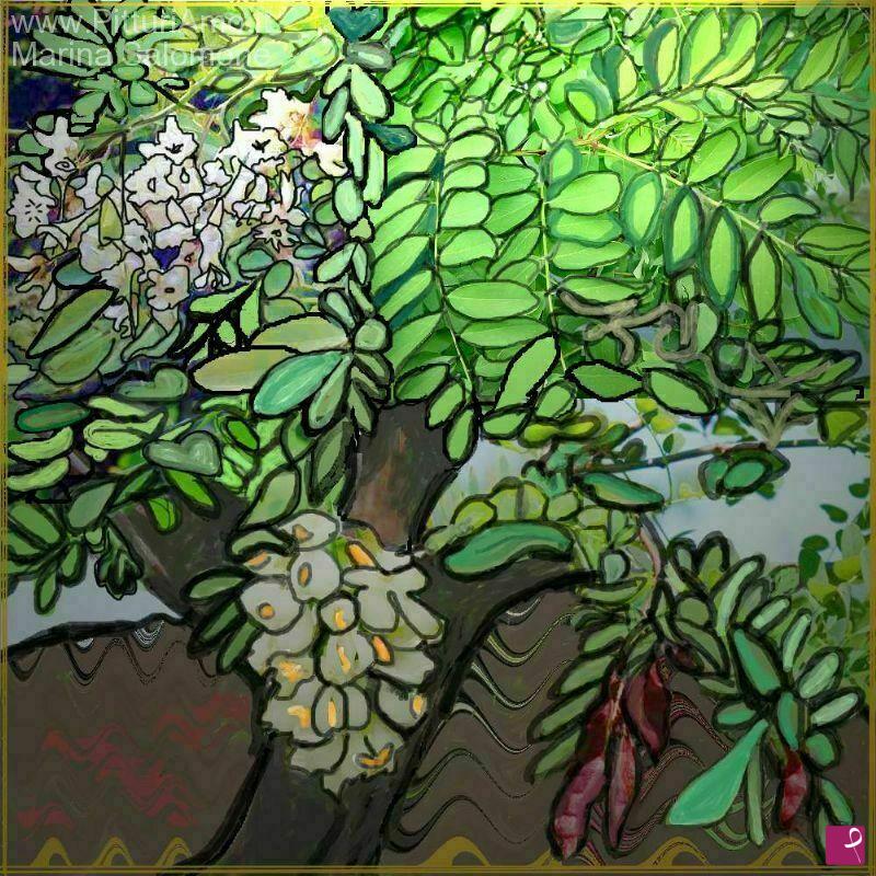 quadri in vendita online - Robinia pseudoacacia