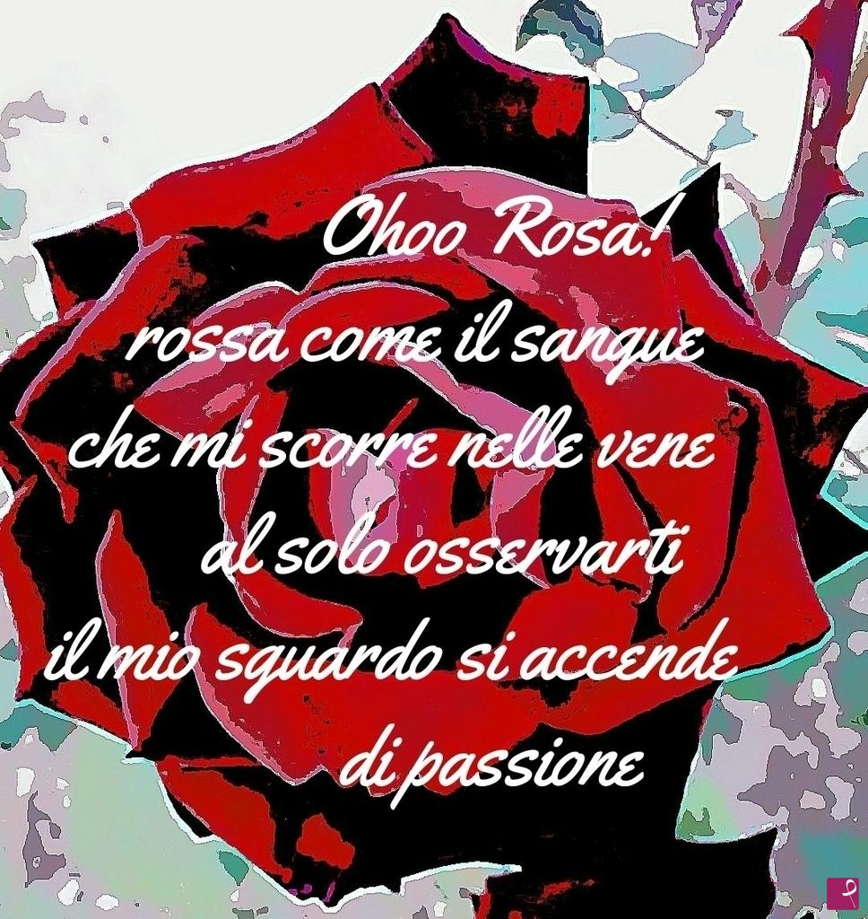 quadri in vendita online - Rosa rossa di passione