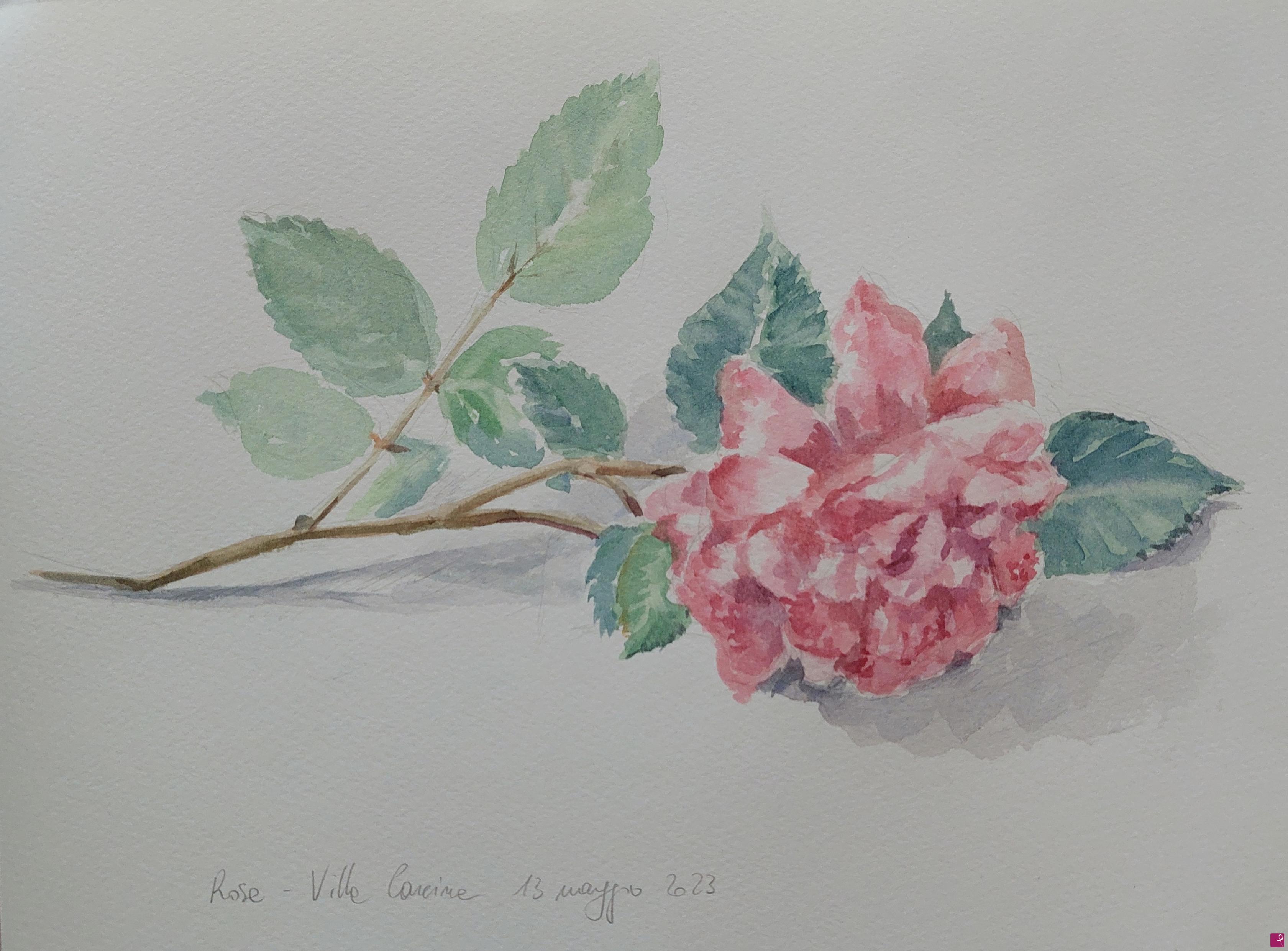 quadri in vendita online - Rosa sfiorita