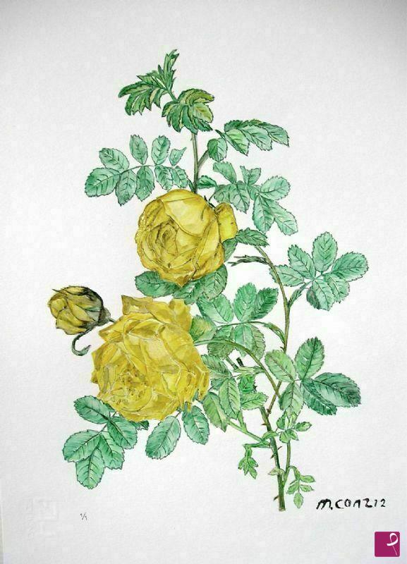quadri in vendita online - Rosa Sulfurea
