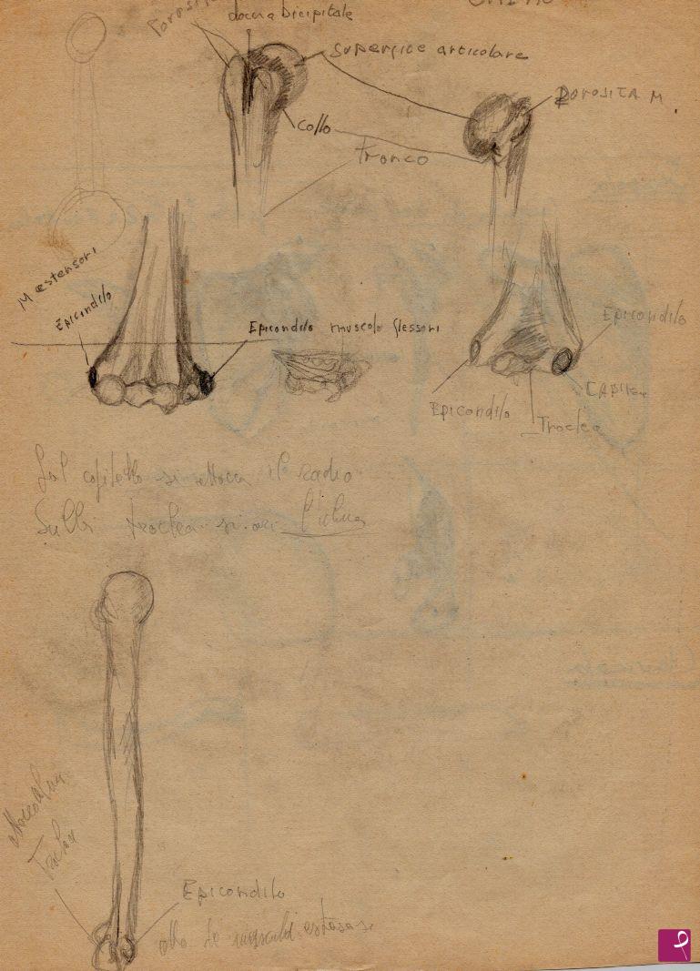 quadri in vendita online - Schizzi di anatomia 2 -clavicola-