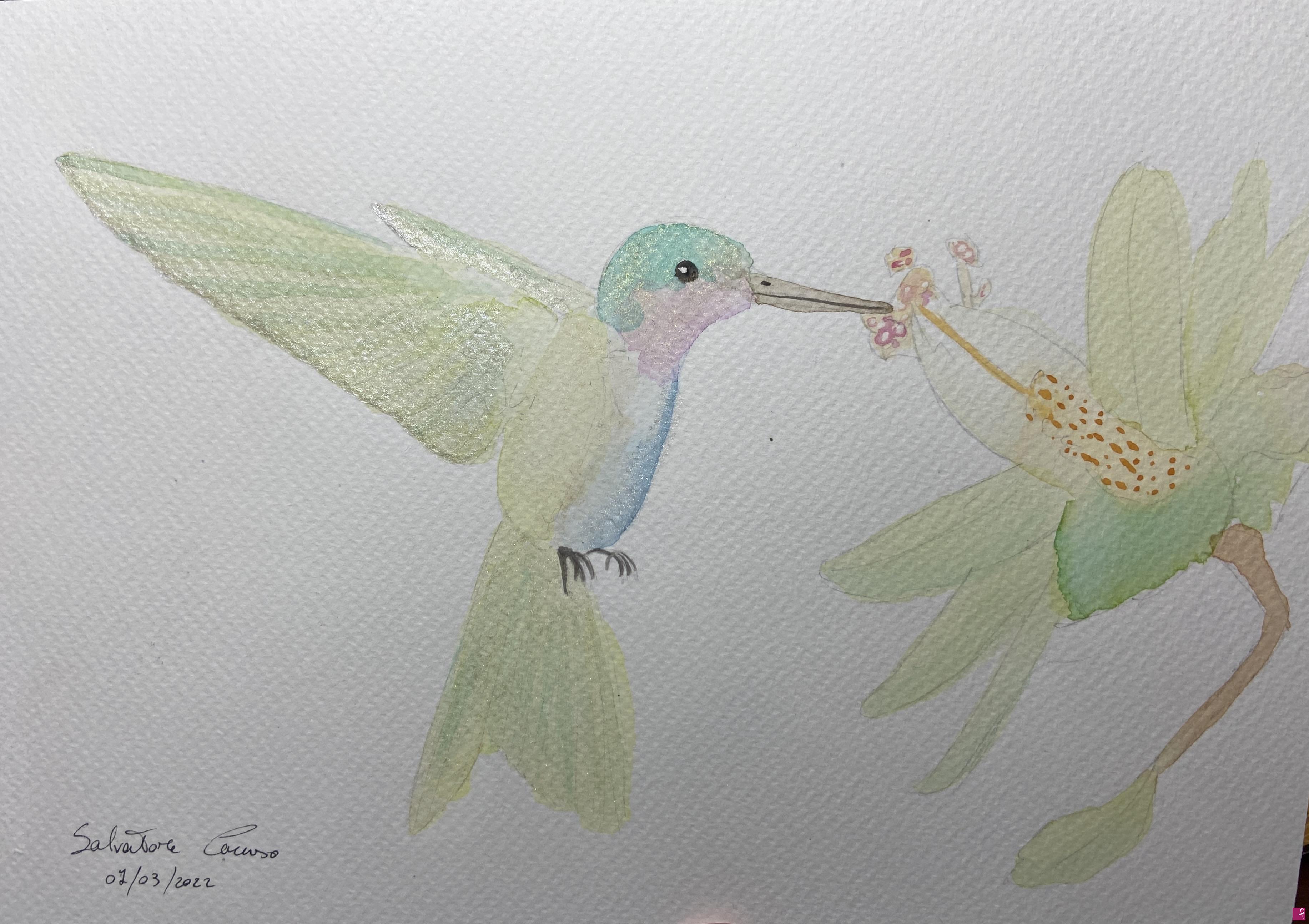 quadri in vendita online - Shiny Colibrì 
