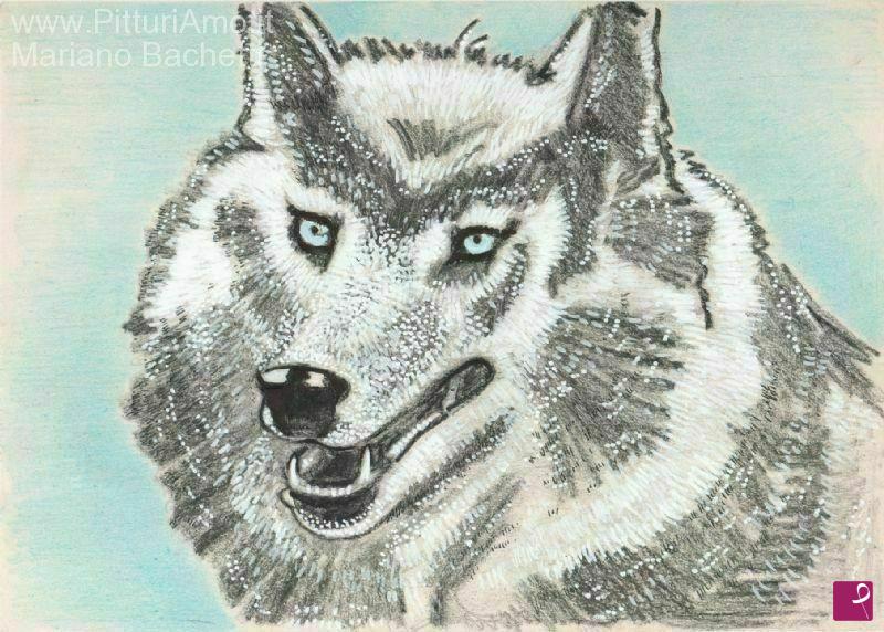 quadri in vendita online - Siberian Husky