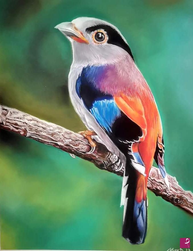 quadri in vendita online - Silver Breasted Broadbill. 