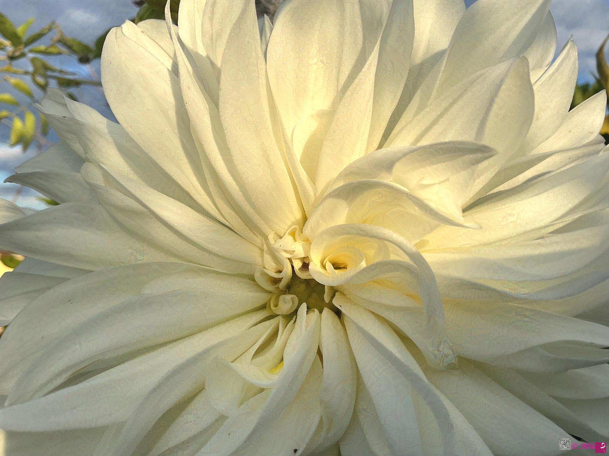 quadri in vendita online - sole in fiore