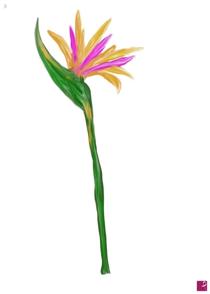 quadri in vendita online - Strelitzia