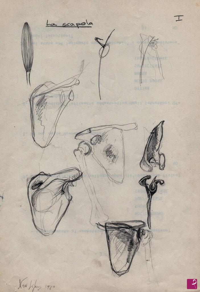 quadri in vendita online - studi anatomici -la scapola-