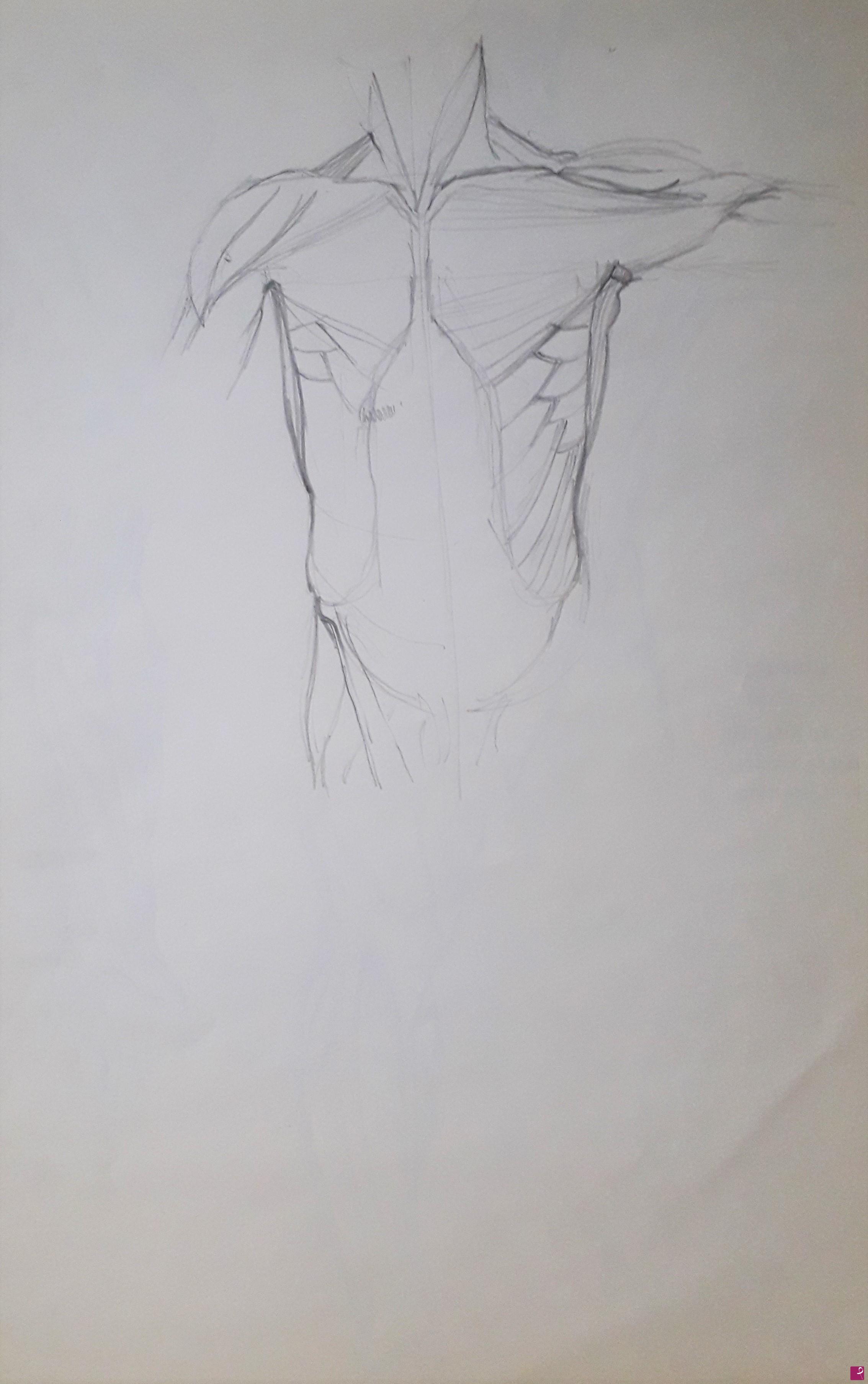 quadri in vendita online - Studi di anatomia artistica n°1