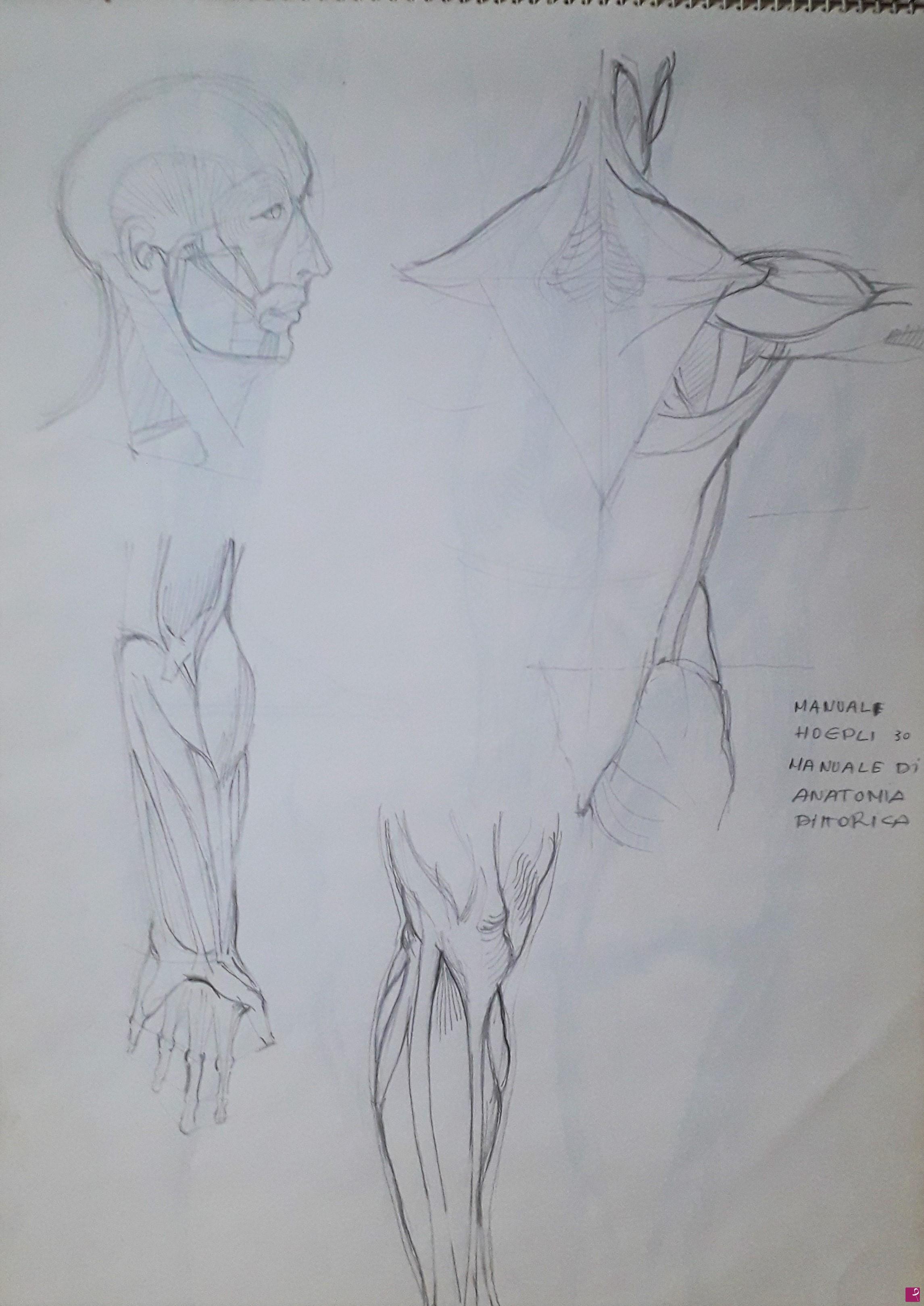 quadri in vendita online - Studi di anatomia artistica n°2