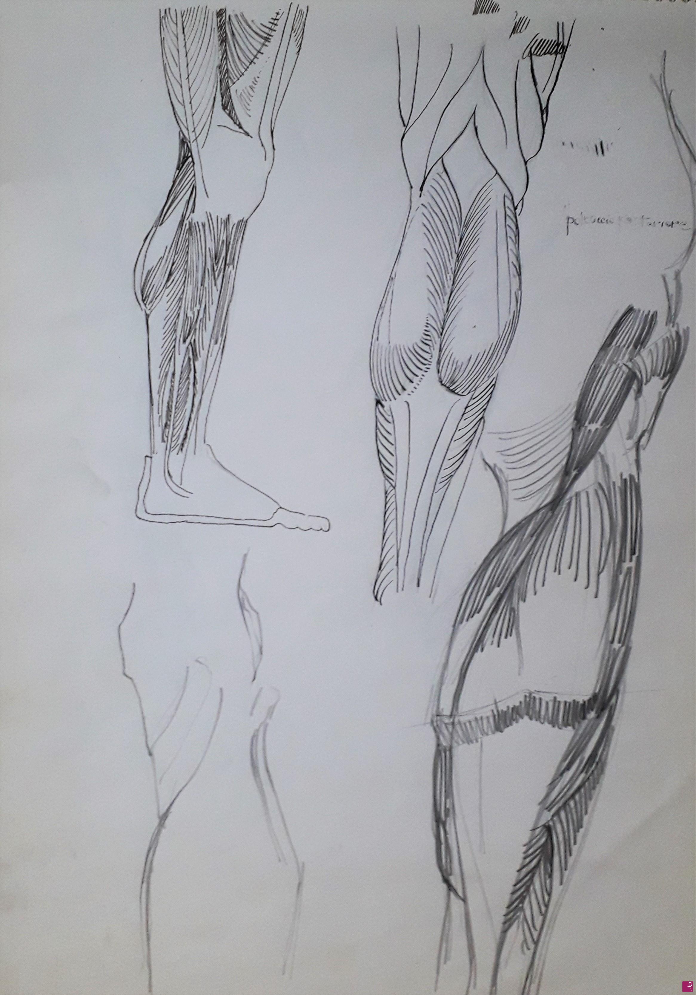 quadri in vendita online - Studi di anatomia artistica n°3