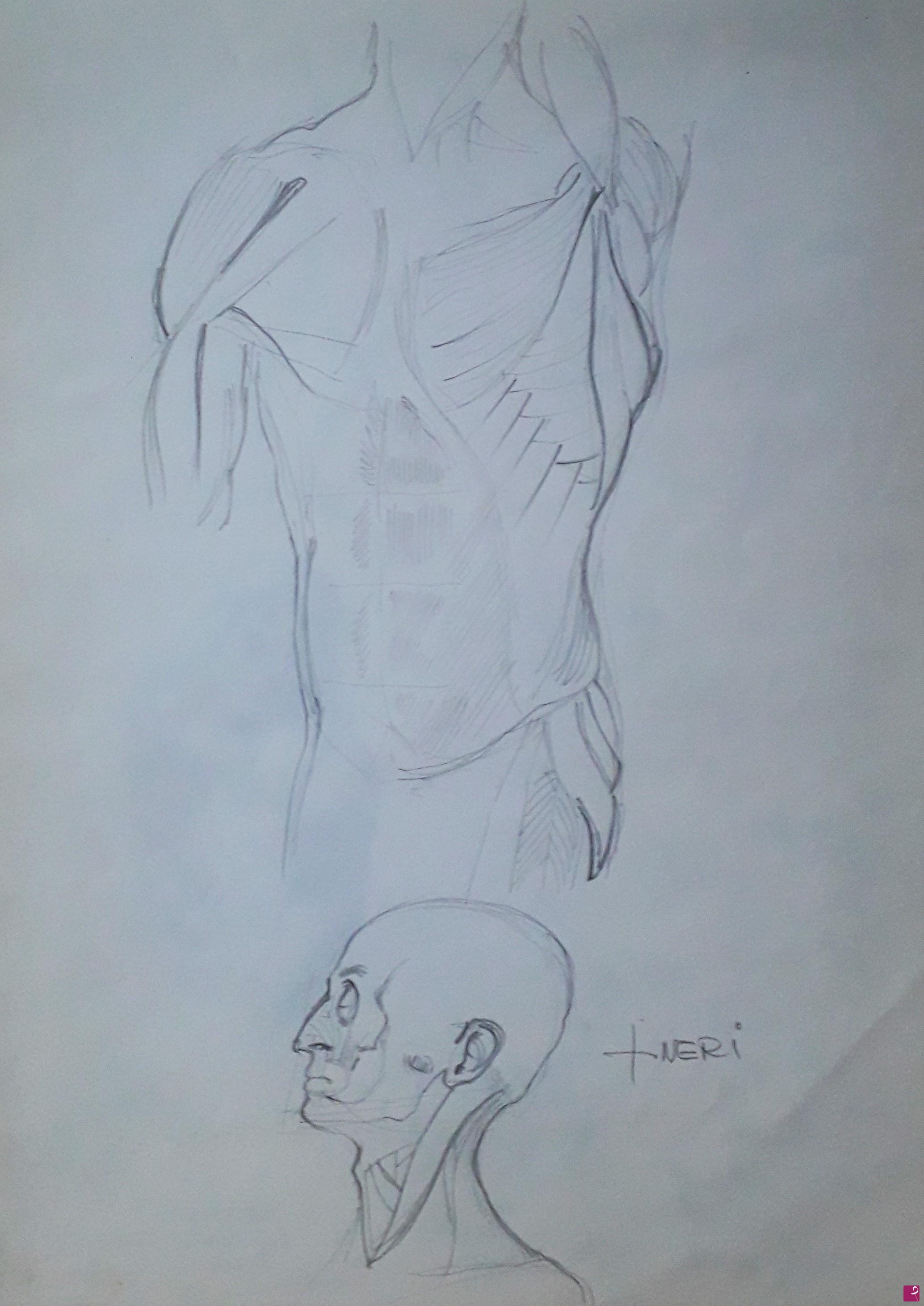 quadri in vendita online - Studi di anatomia artistica n°5