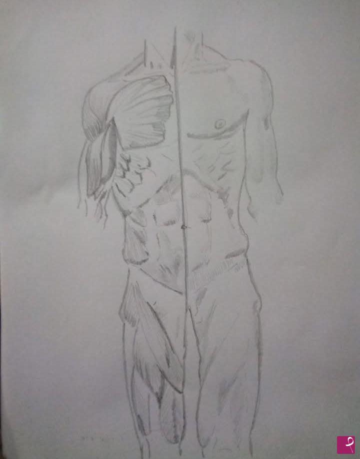 quadri in vendita online - Studio anatomico uomo