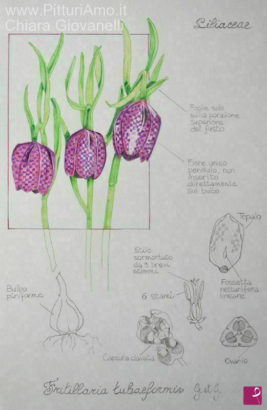 quadri in vendita online - Studio di Fritillaria
