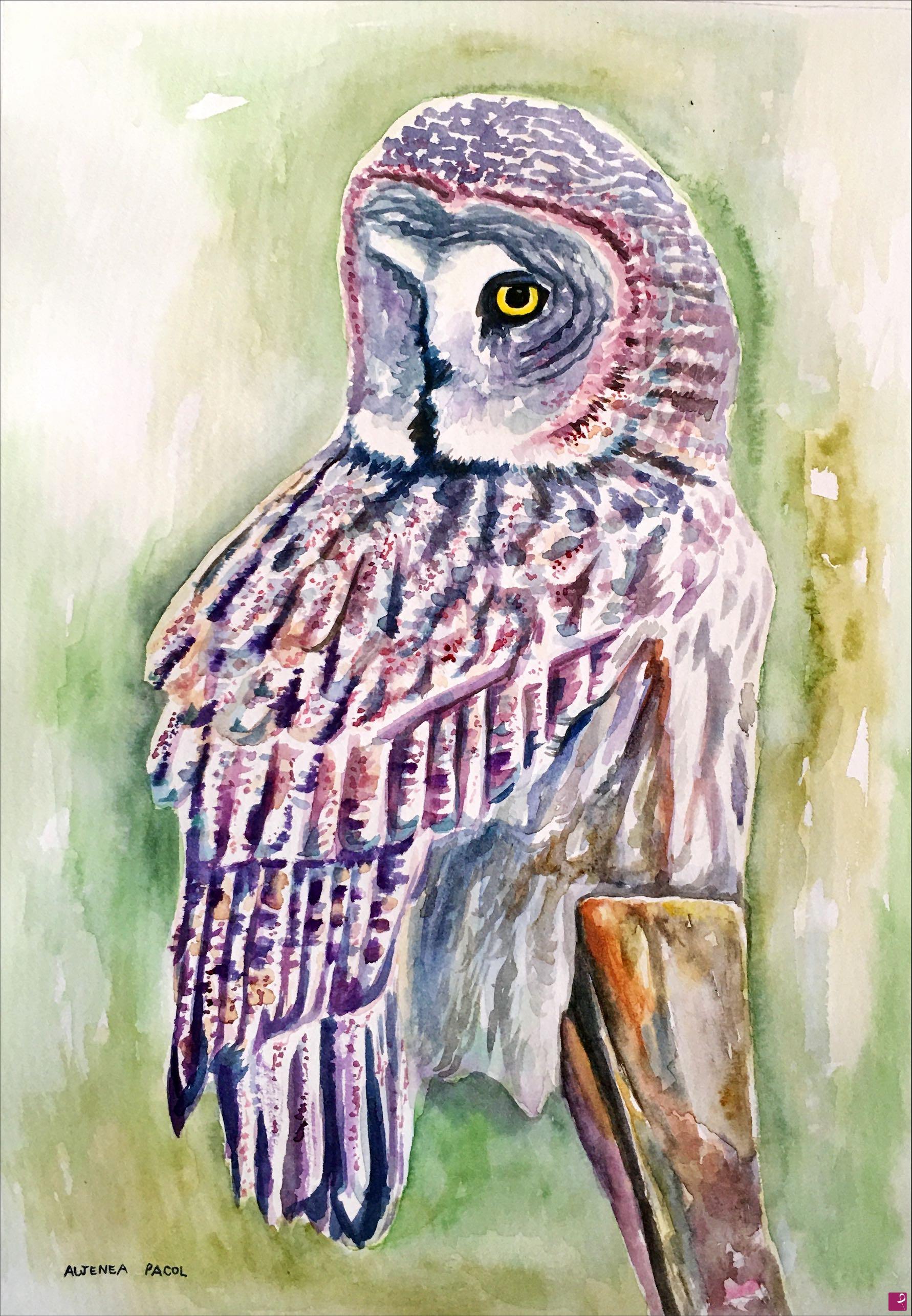 quadri in vendita online - Tawny owl