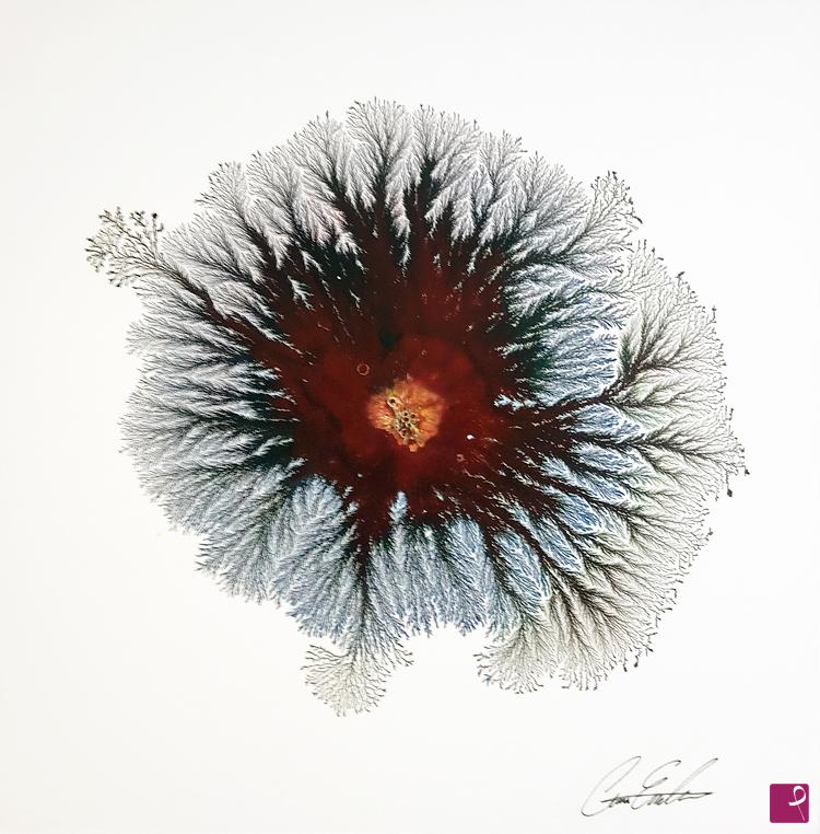 quadri in vendita online - the rose explosion