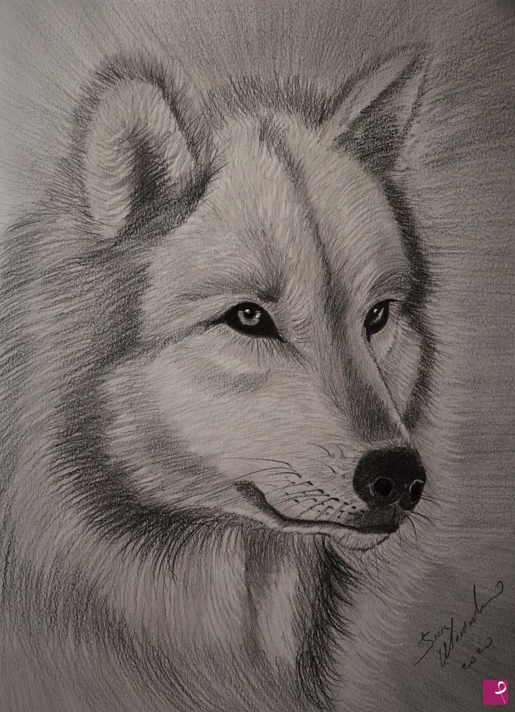quadri in vendita online - The  Wolf