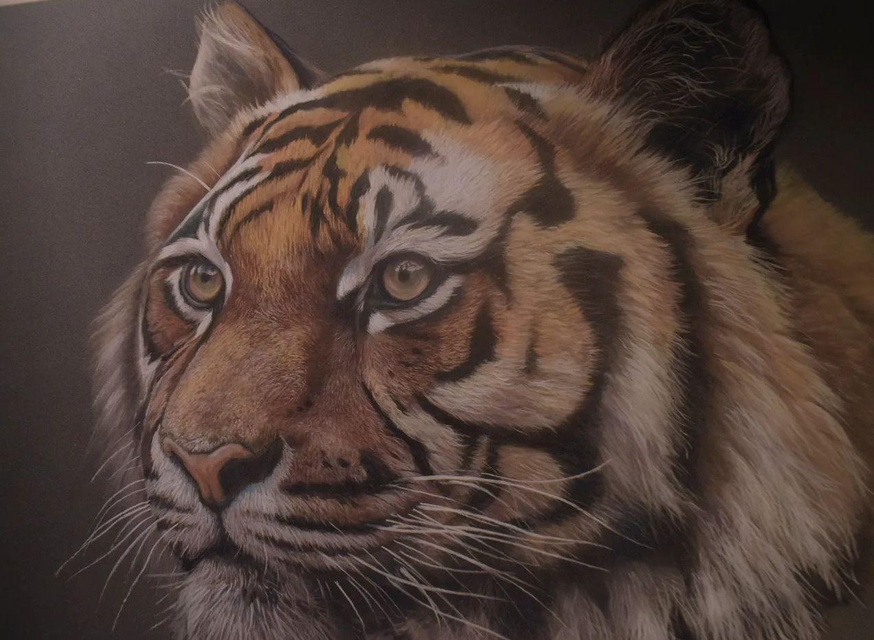 quadri in vendita online - Tigre