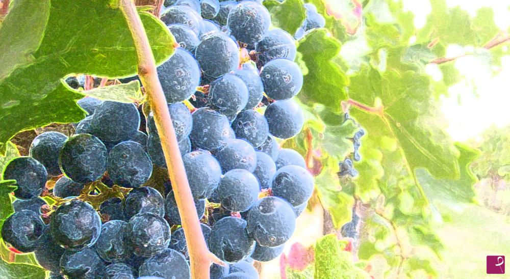 quadri in vendita online - Uva rossa da vino pregiato