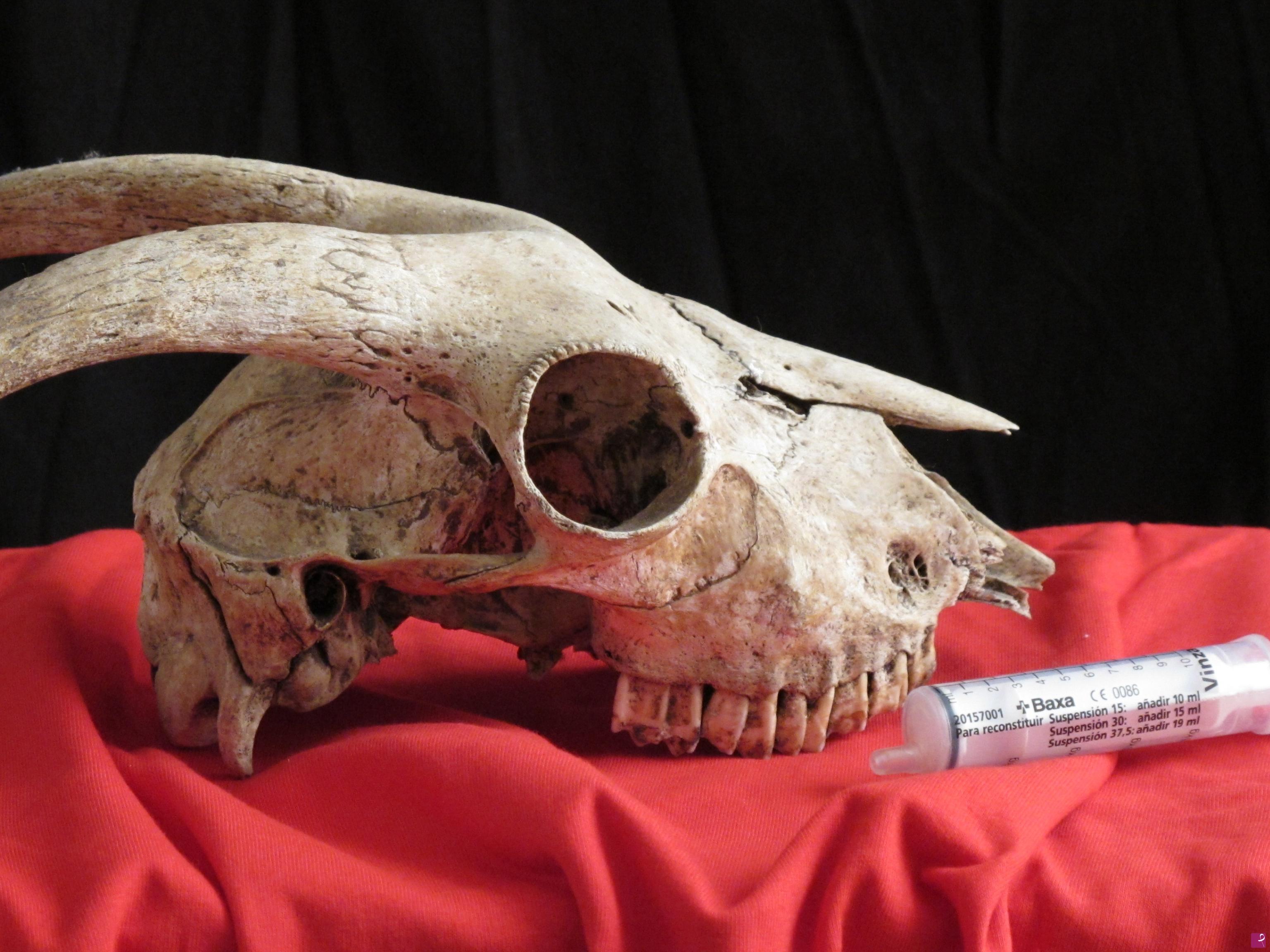 quadri in vendita online - VANITAS