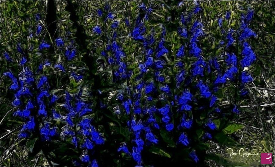 quadri in vendita online - Viole da sogno