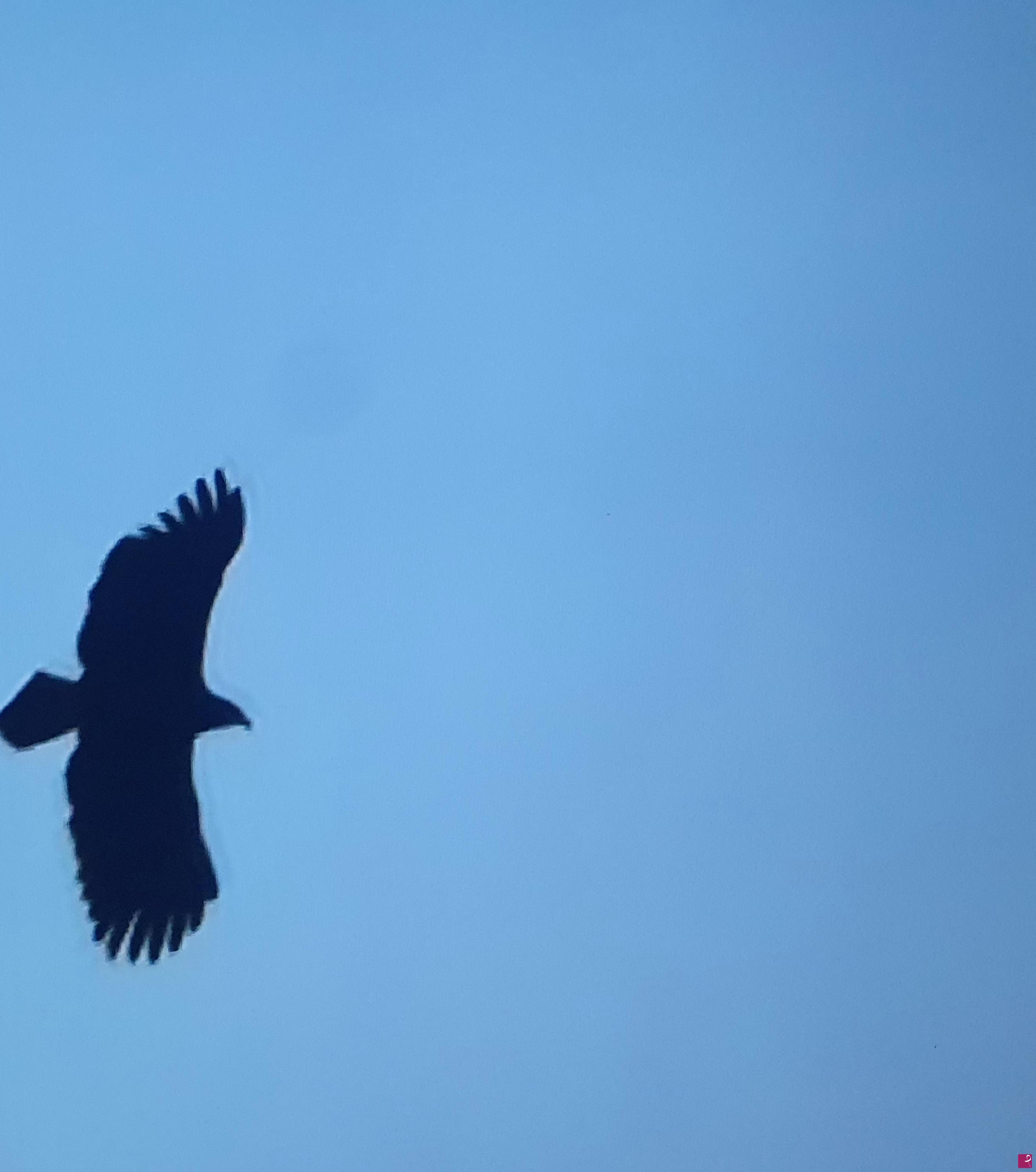 quadri in vendita online - Volare....