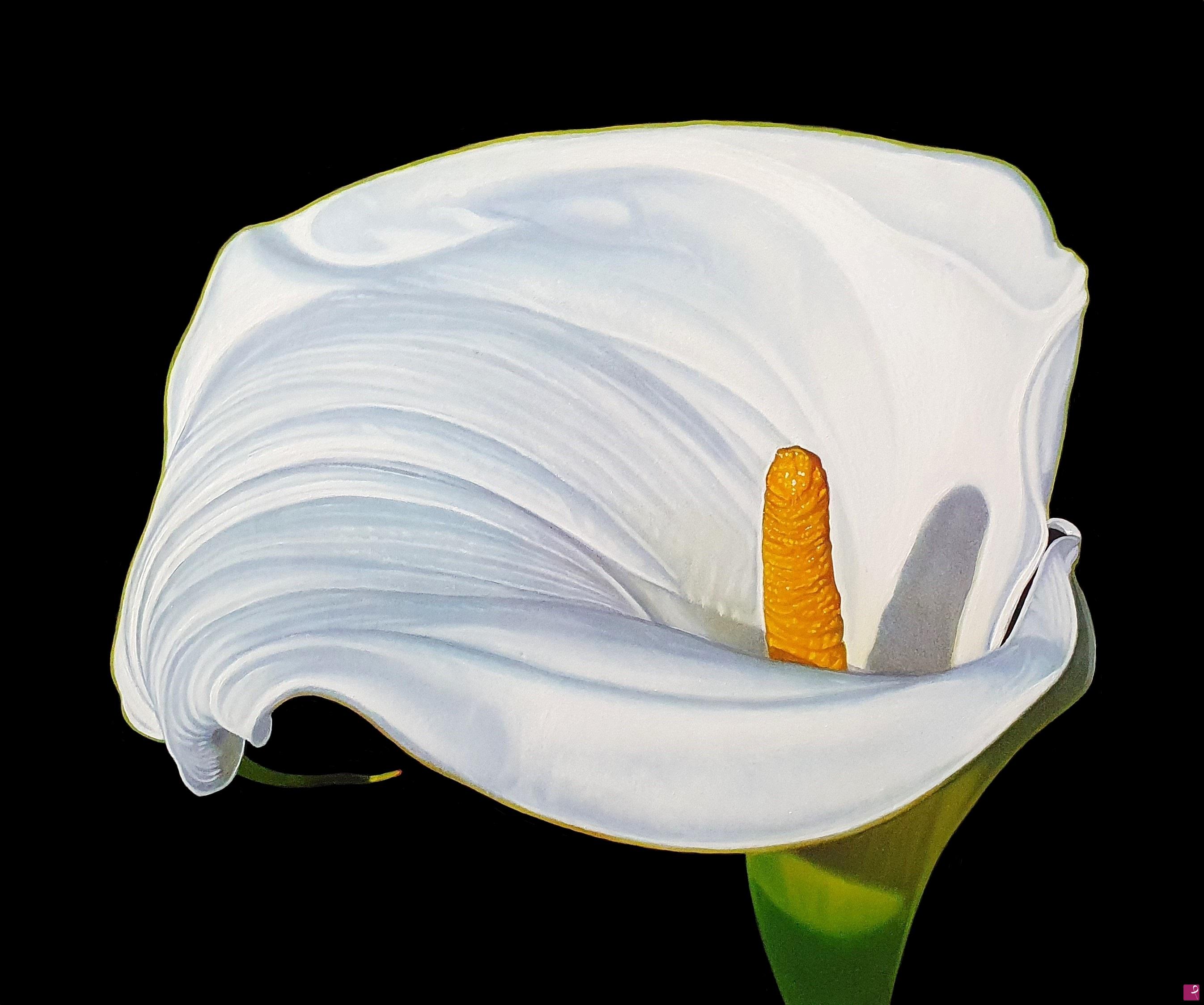 quadri in vendita online - "WHITE CALLA II"