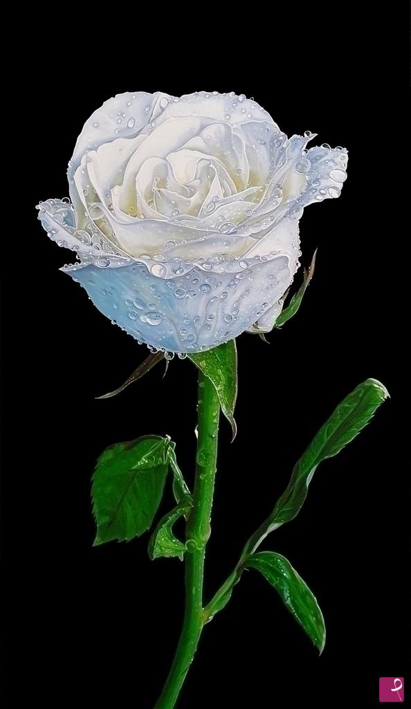 quadri in vendita online - "WHITE ROSE IV"
