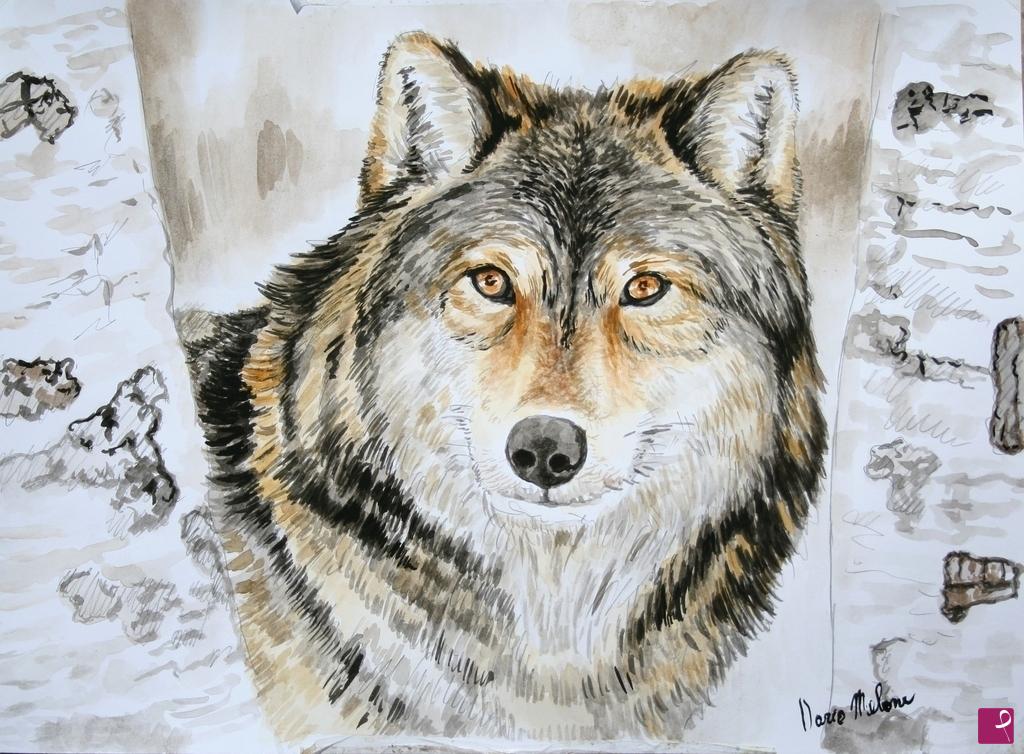 quadri in vendita online - " Wolf"  quadro moderno  acquerello su carta.